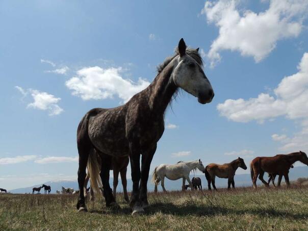 Grad Livno traži ko će brinuti za divlje konje