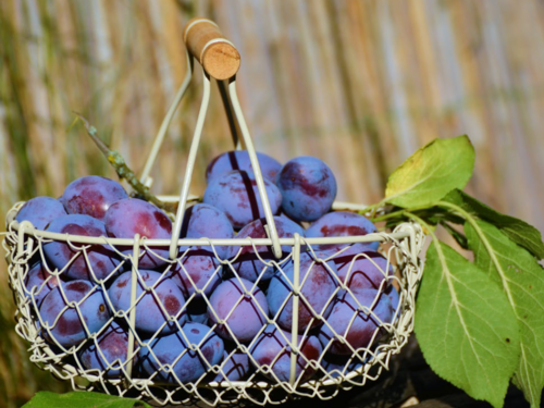 Gradačački voćari suočeni sa smanjenim prinosima, katastrofalan rod šljive