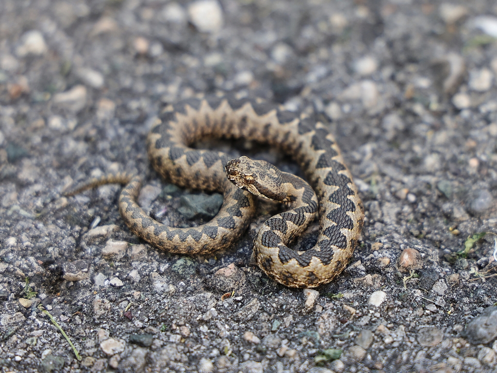 Građani, oprez: U ovom bh. gradu je povećan broj zmija