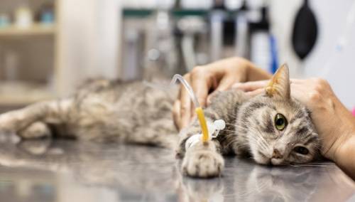 Gradske vlasti u Kini uspavale tri mačke nakon pozitivnog testiranja na koronu