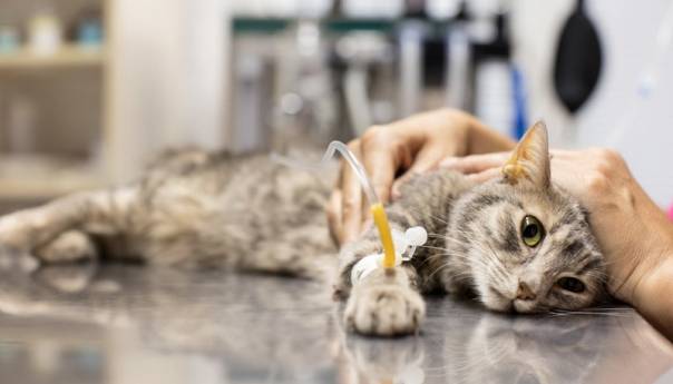 Gradske vlasti u Kini uspavale tri mačke nakon pozitivnog testiranja na koronu