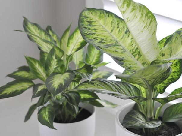 Greška koju mnogi prave: Ovo je najgore vrijeme za presađivanje sobnih biljaka