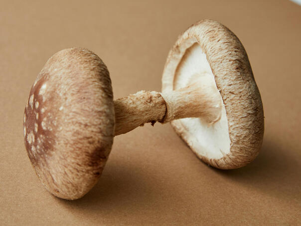 Gripa se povlači za sat vremena – Shiitake djeluje brzo i bez nuspojava