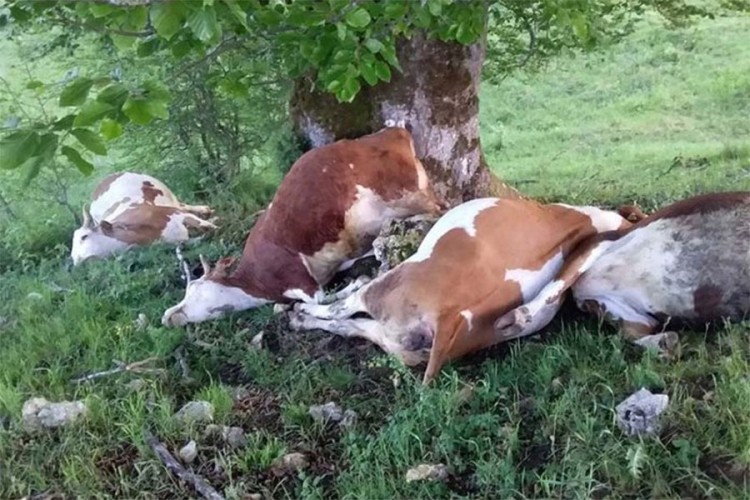 Grom ubio četiri krave u Han Pijesku