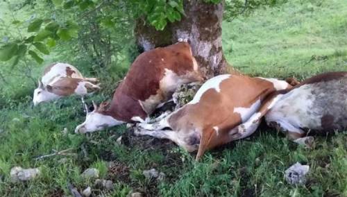 Grom ubio četiri krave u Han Pijesku