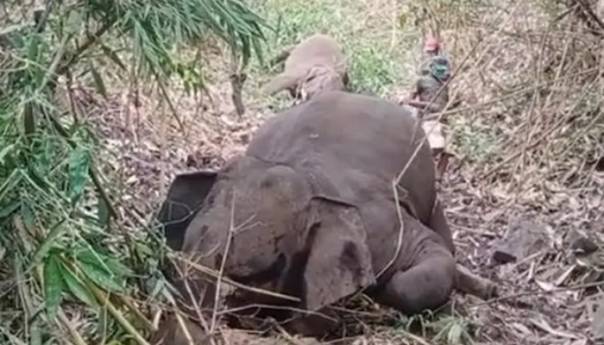 Grom ubio krdo od 18 slonova