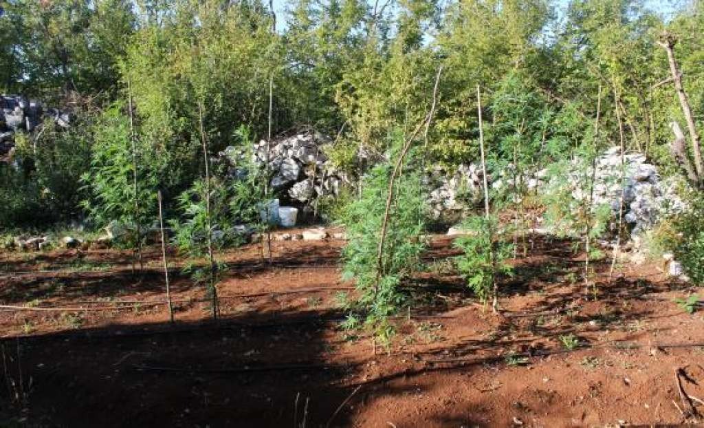 Grude: Uhapšen dok je zalijevao stabljike indijske konoplje