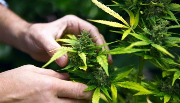 Hapšenje u Rogatici, pronađena laboratorija za uzgoj droge