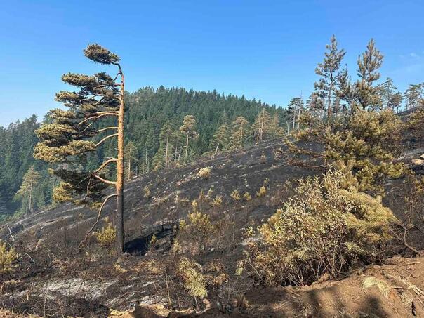 Helikopteri nisu gasili požar na Ponijerima, poznato zašto