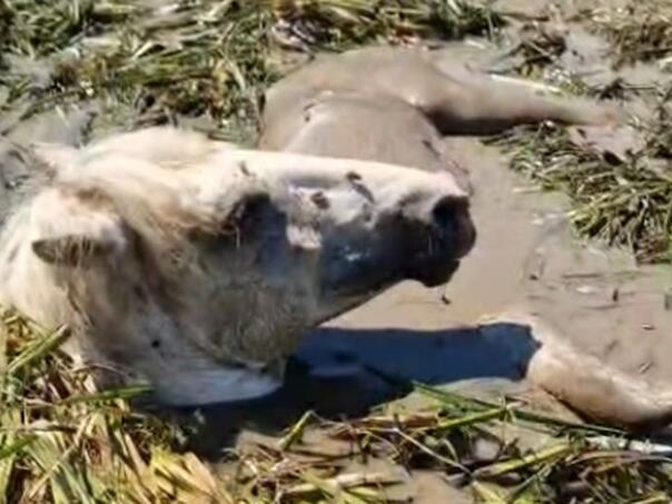 Herojski podvig u Hutovom blatu: Divlja kobila spašena iz dubokog mulja