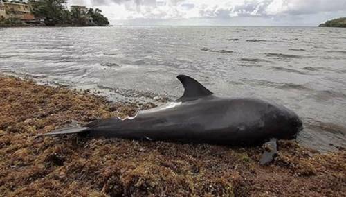 Hiljade ljudi na protestima na Mauricijusu zbog uginulih delfina
