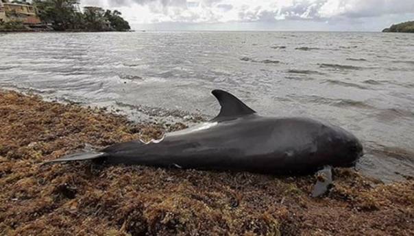 Hiljade ljudi na protestima na Mauricijusu zbog uginulih delfina