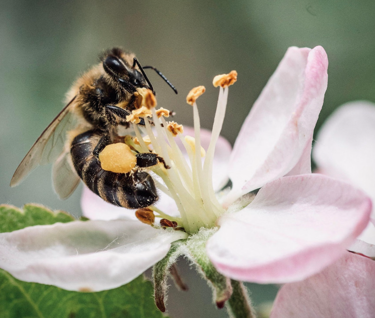 Hiljadu djevica matica na "svadbenom letu" u Belgiji: Obnavlja se evropska tamna pčela
