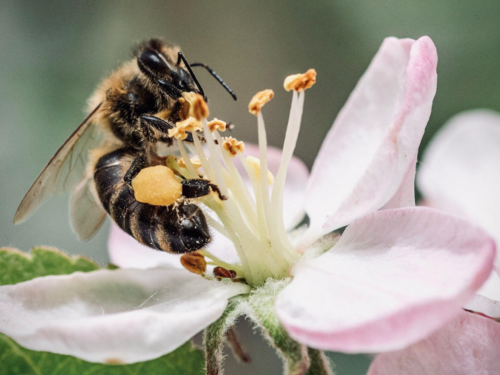 Hiljadu djevica matica na "svadbenom letu" u Belgiji: Obnavlja se evropska tamna pčela