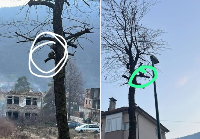 Hitan apel udruženja: Mačka na drvetu dva dana, službe ne žele pomoći