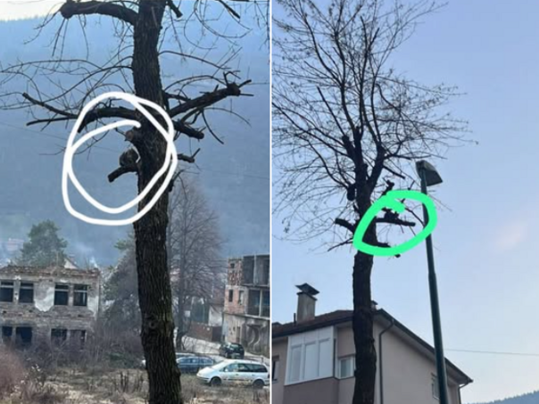 Hitan apel udruženja: Mačka na drvetu dva dana, službe ne žele pomoći