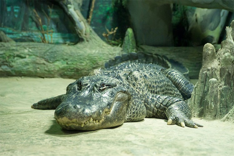 Hitlerov aligator uginuo u zoološkom vrtu u Moskvi