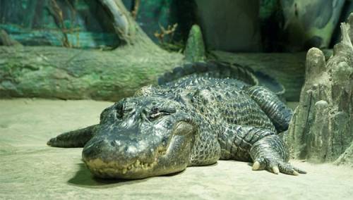 Hitlerov aligator uginuo u zoološkom vrtu u Moskvi