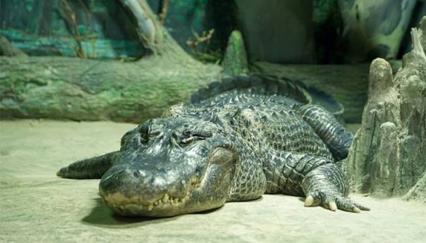 Hitlerov aligator uginuo u zoološkom vrtu u Moskvi