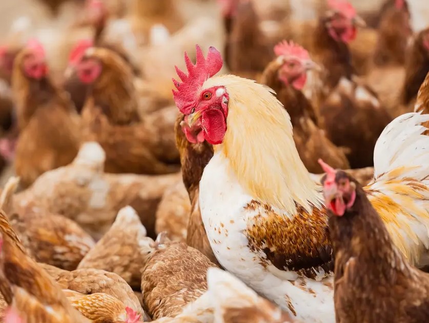 Holandija kolje 71000 kokoški zbog ptičje gripe