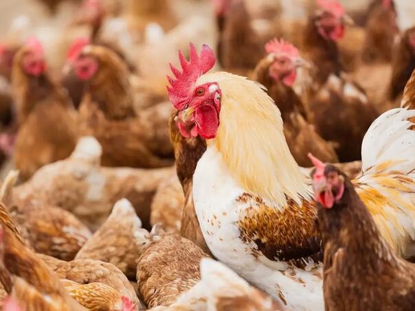 Holandija kolje 71000 kokoški zbog ptičje gripe