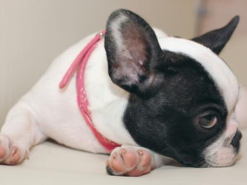 Holandski parlament zabranio držanje nekih vrsta ljubimaca u kući