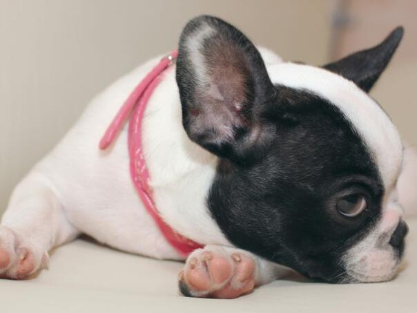 Holandski parlament zabranio držanje nekih vrsta ljubimaca u kući