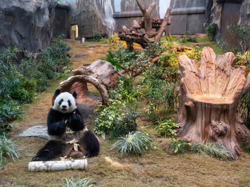 Hong Kong izlaže hiljade skulptura džinovske pande u nadi da će podstaći turizam