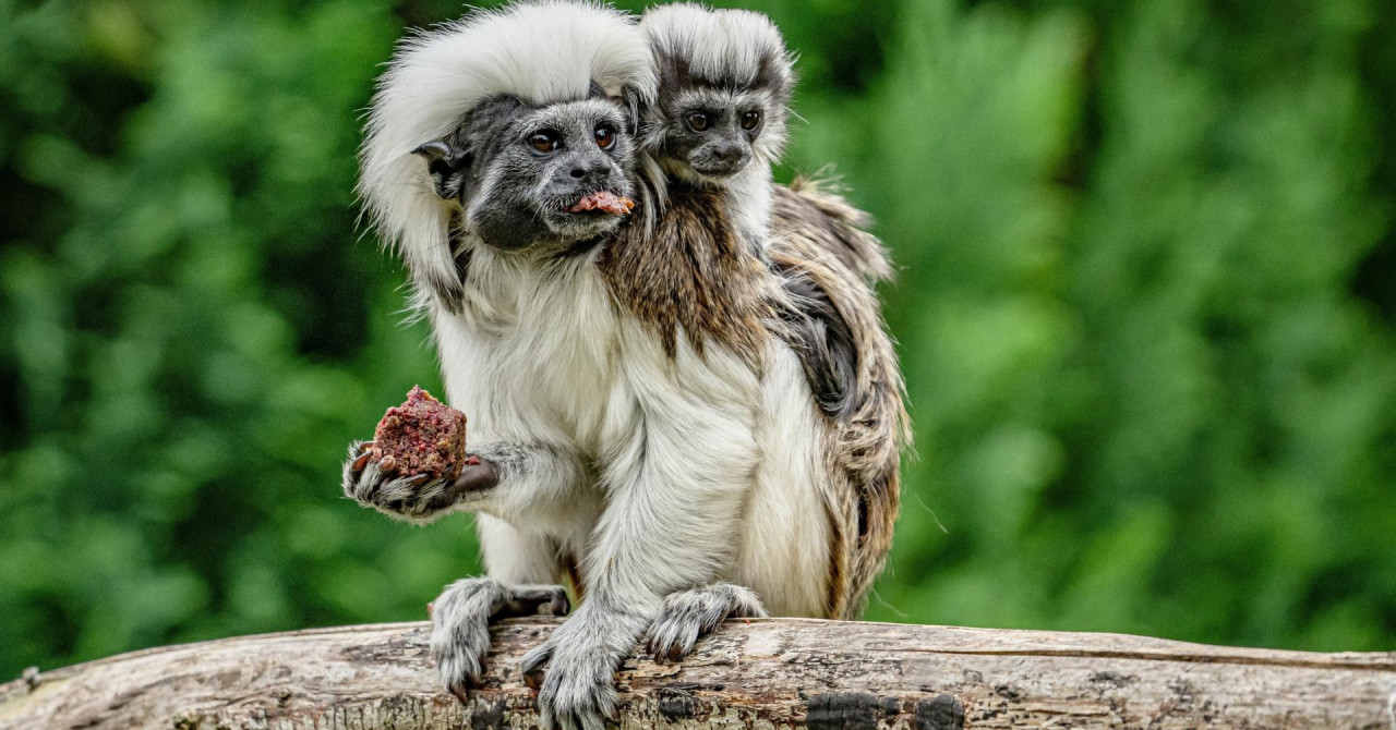 Hong Kong: Panika u zoološkom vrtu zbog misteriozne smrti majmuna