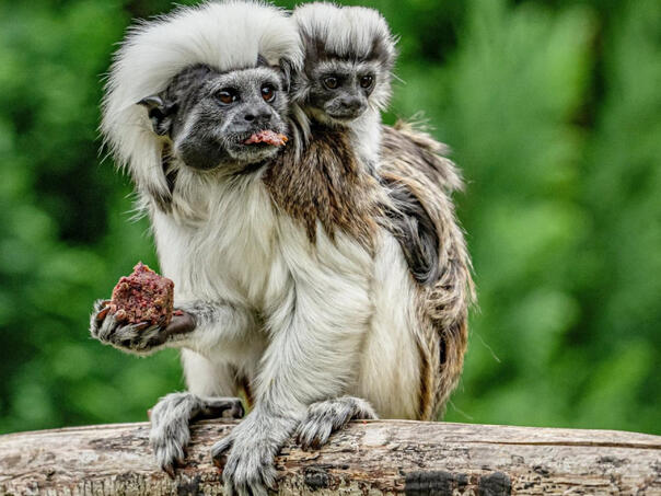 Hong Kong: Panika u zoološkom vrtu zbog misteriozne smrti majmuna
