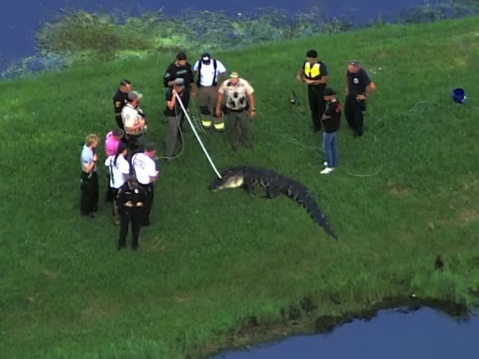 Horor na Floridi: Aligator odvukao ribara u vodu!