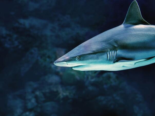 Horor u Egiptu: Ajkula usmrtila jednog kupača