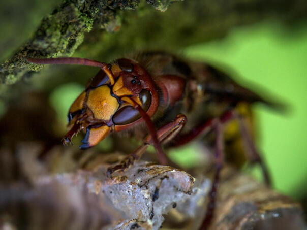 Horor u Hrvatskoj: Muškarca usmrtili stršljeni