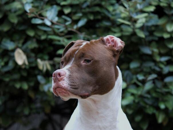 Horor u Novom Sadu: Pitbull nasmrt izgrizao svog vlasnika