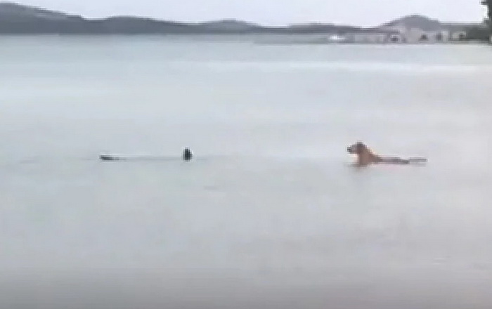 Hrvatska: Morski psi snimljeni kod Pirovca