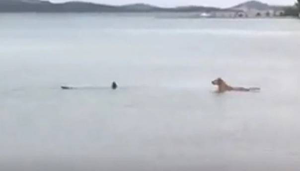 Hrvatska: Morski psi snimljeni kod Pirovca