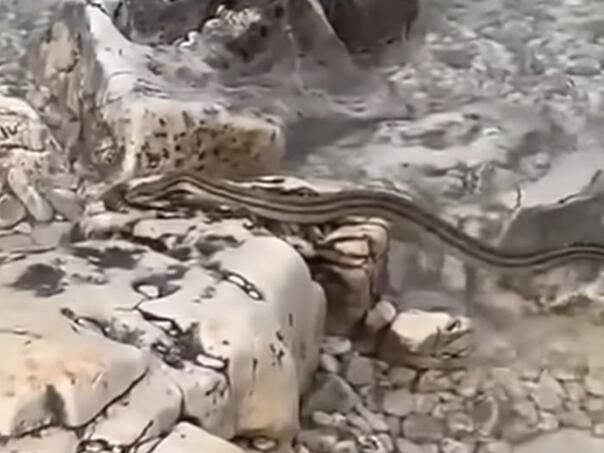 Hrvatska: Na plaži snimljena velika zmija u plićaku