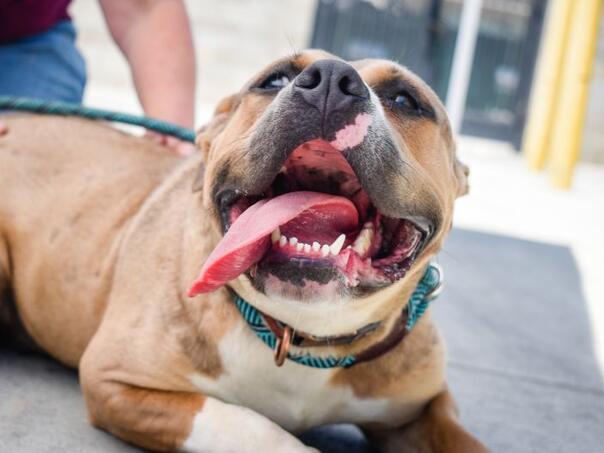 Hrvatska: Pas napao dvije žene, policajac ga ubio hicem iz pištolja