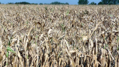 Hrvatska: Šteta od suša veća od 250 milijuna maraka