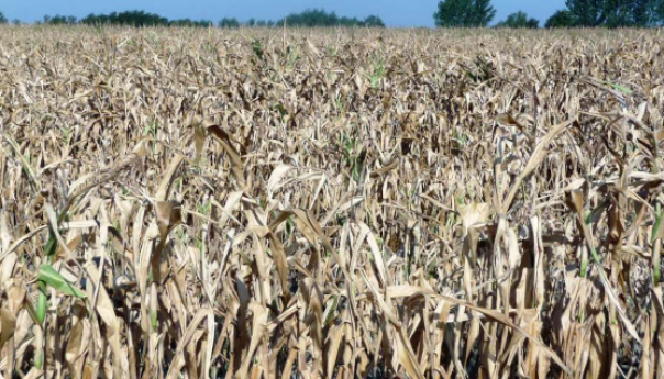 Hrvatska: Šteta od suša veća od 250 milijuna maraka