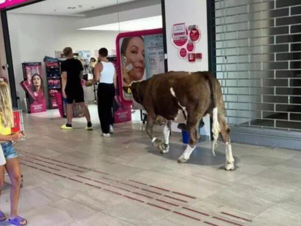 Hrvatska: U tržni centar ušetala krava