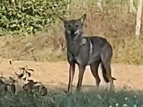 Hrvatska: Vuk prošetao sinjskim naseljem, prolazio pored kuća