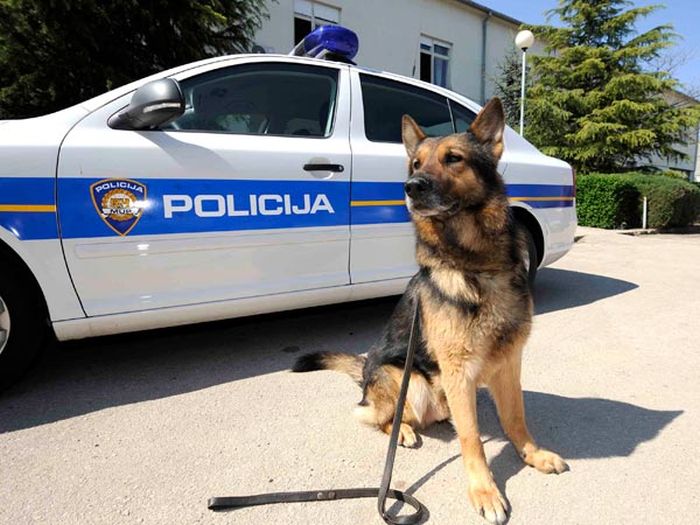 Hrvatska: Žena na zapuštenom imanju životinjama nanosila patnju i bol
