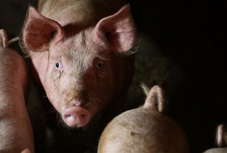 Hrvatsko ministarstvo odredilo zone ograničenja zbog svinjske kuge u BiH