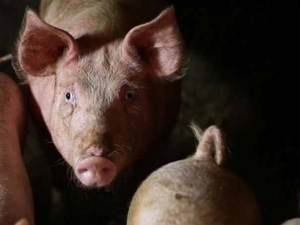 Hrvatsko ministarstvo odredilo zone ograničenja zbog svinjske kuge u BiH