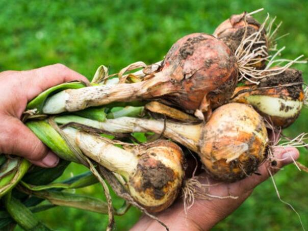 Hrvatu pokrali luk i krastavac iz dvorišta, digla se i policija