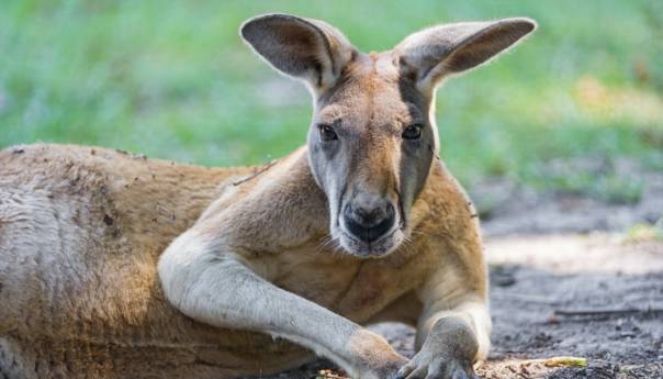 I klokani mogu naučiti komunicirati s ljudima poput pasa