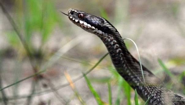 Iako je nestašica seruma protiv ujeda zmija, mjesta panici nema
