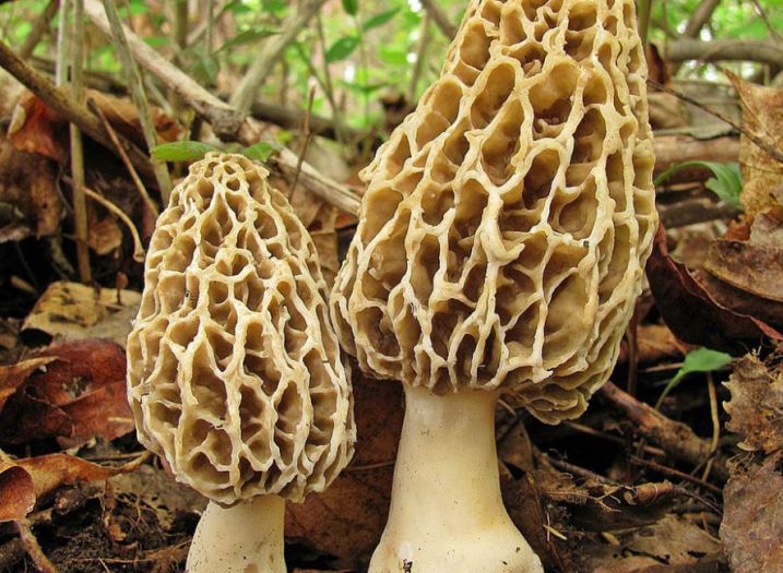 Imamo najskuplju gljivu u Evropi: Kako se "obogatiti" u šumama BiH?