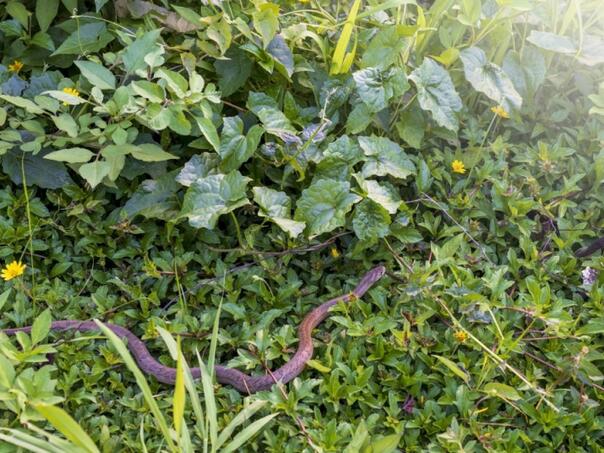 Imate zmije u dvorištu? Ovaj kuhinjski sastojak ih tjera zauvijek!